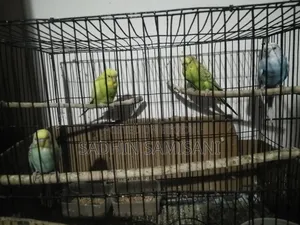 Bird for Sale