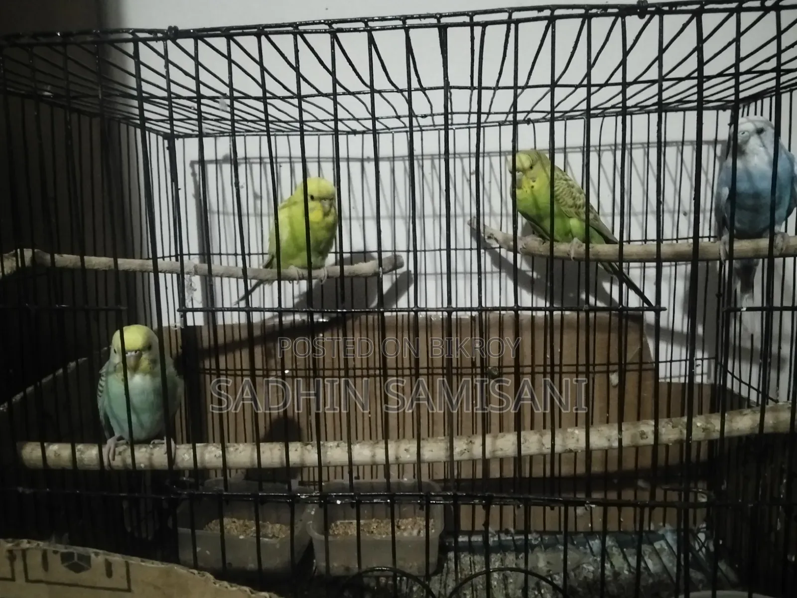 Bird for Sale