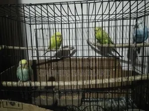 Bird for Sale