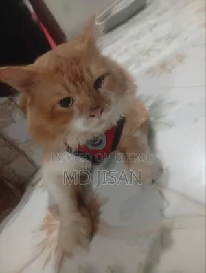 6-12 months Male Purebred Persian