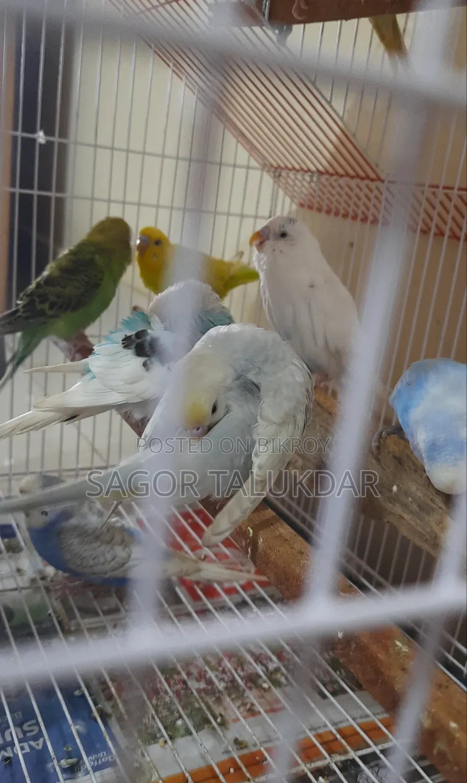 Budgerigar Birds