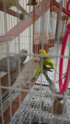 Budgerigar Birds