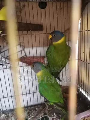Hiramoni Parrot