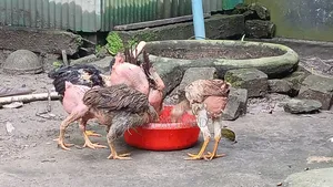 Top Quality Hillside Laijja Chicken for Sale