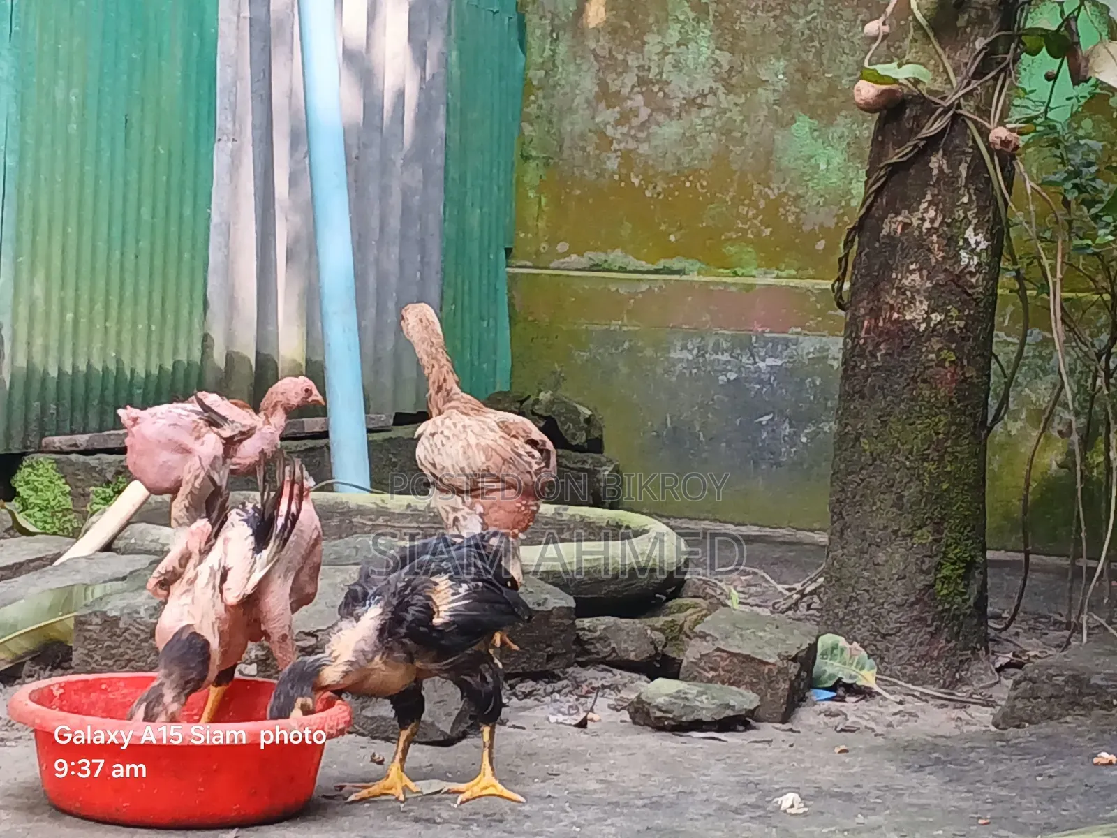 Top Quality Hillside Laijja Chicken for Sale