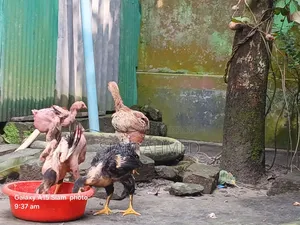 Top Quality Hillside Laijja Chicken for Sale