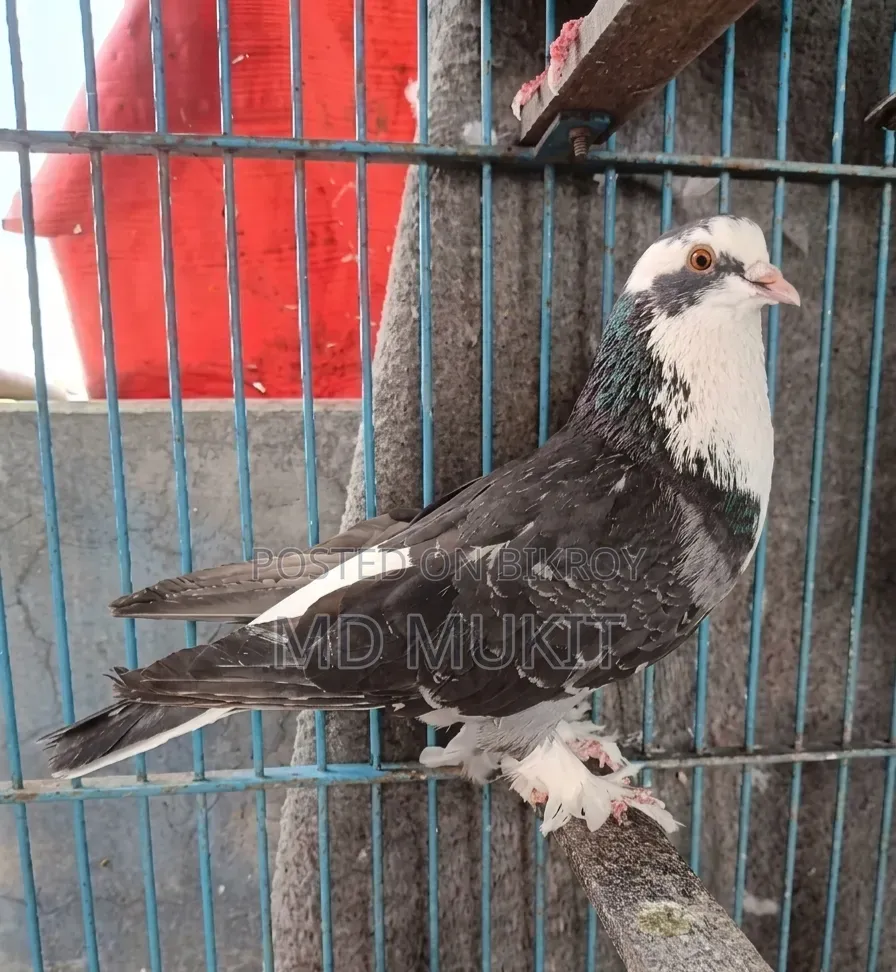 Siraji Pigeon