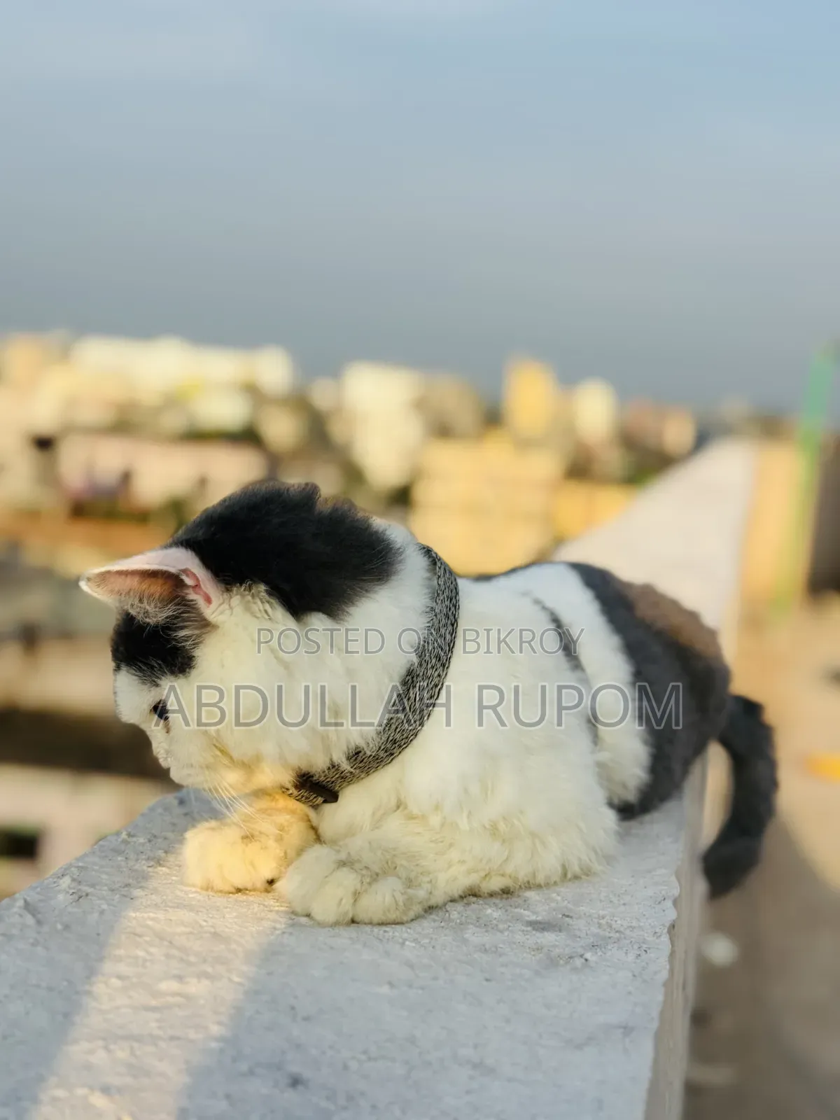 6-12 Months Male Mixed Breed Persian