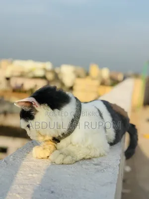 6-12 Months Male Mixed Breed Persian