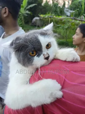 6-12 Months Male Mixed Breed Persian