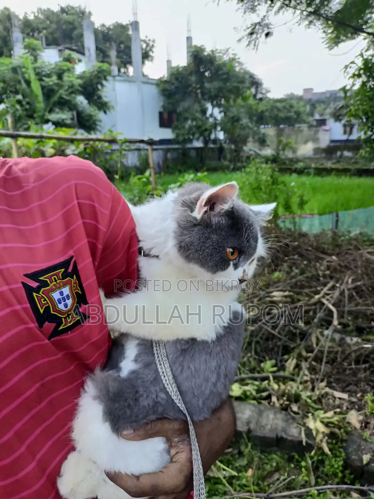 6-12 Months Male Mixed Breed Persian