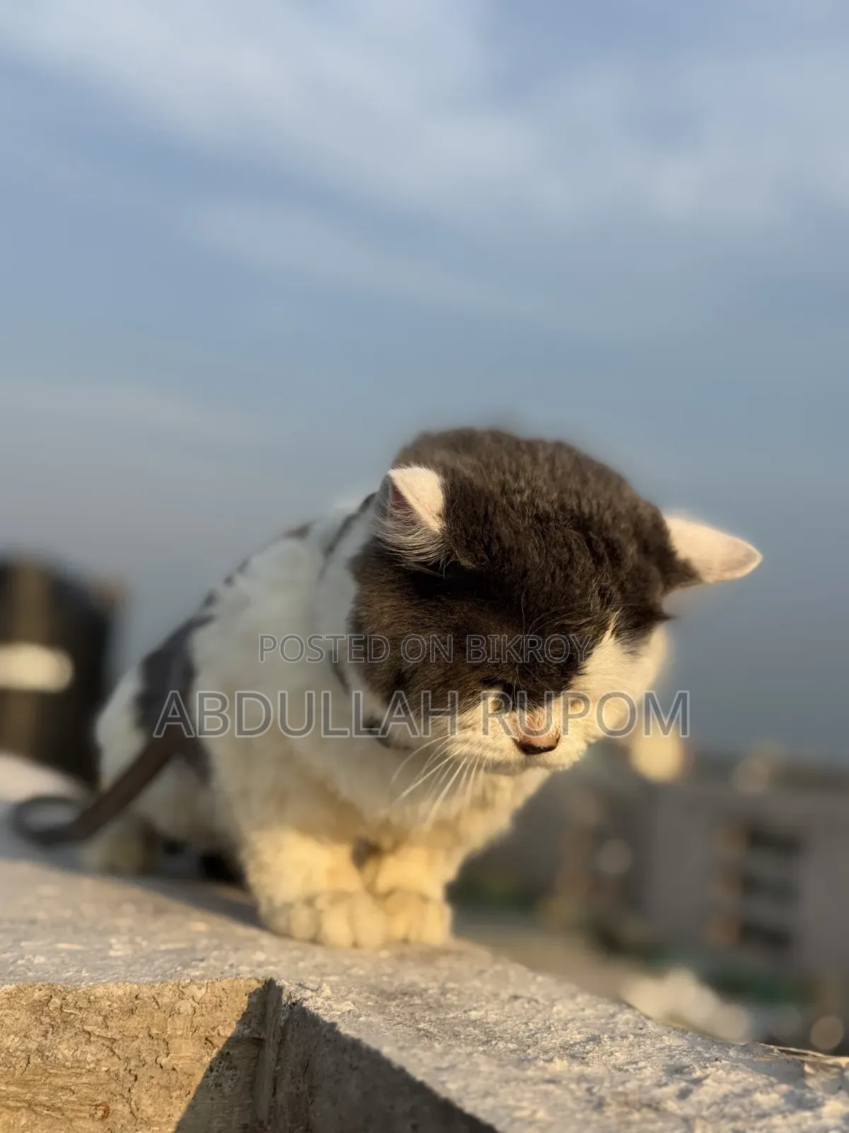 6-12 Months Male Mixed Breed Persian