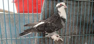 Siraji Pigeon