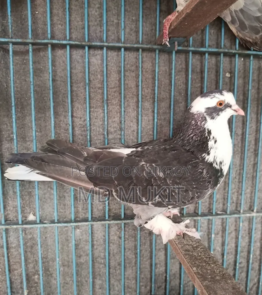 Siraji Pigeon