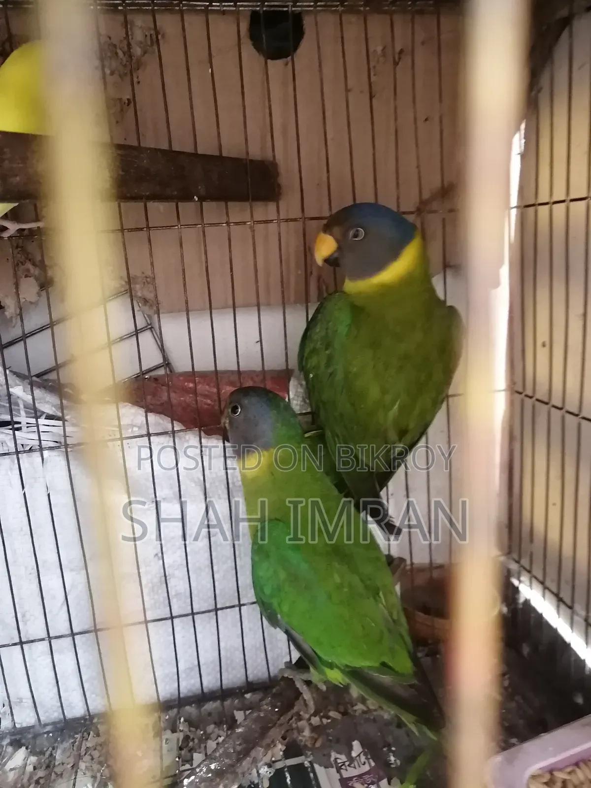 Hiramoni Parrot