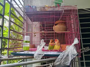 লাভ বার্ড .বার্ড