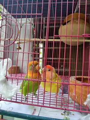 লাভ বার্ড .বার্ড