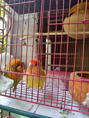 লাভ বার্ড .বার্ড
