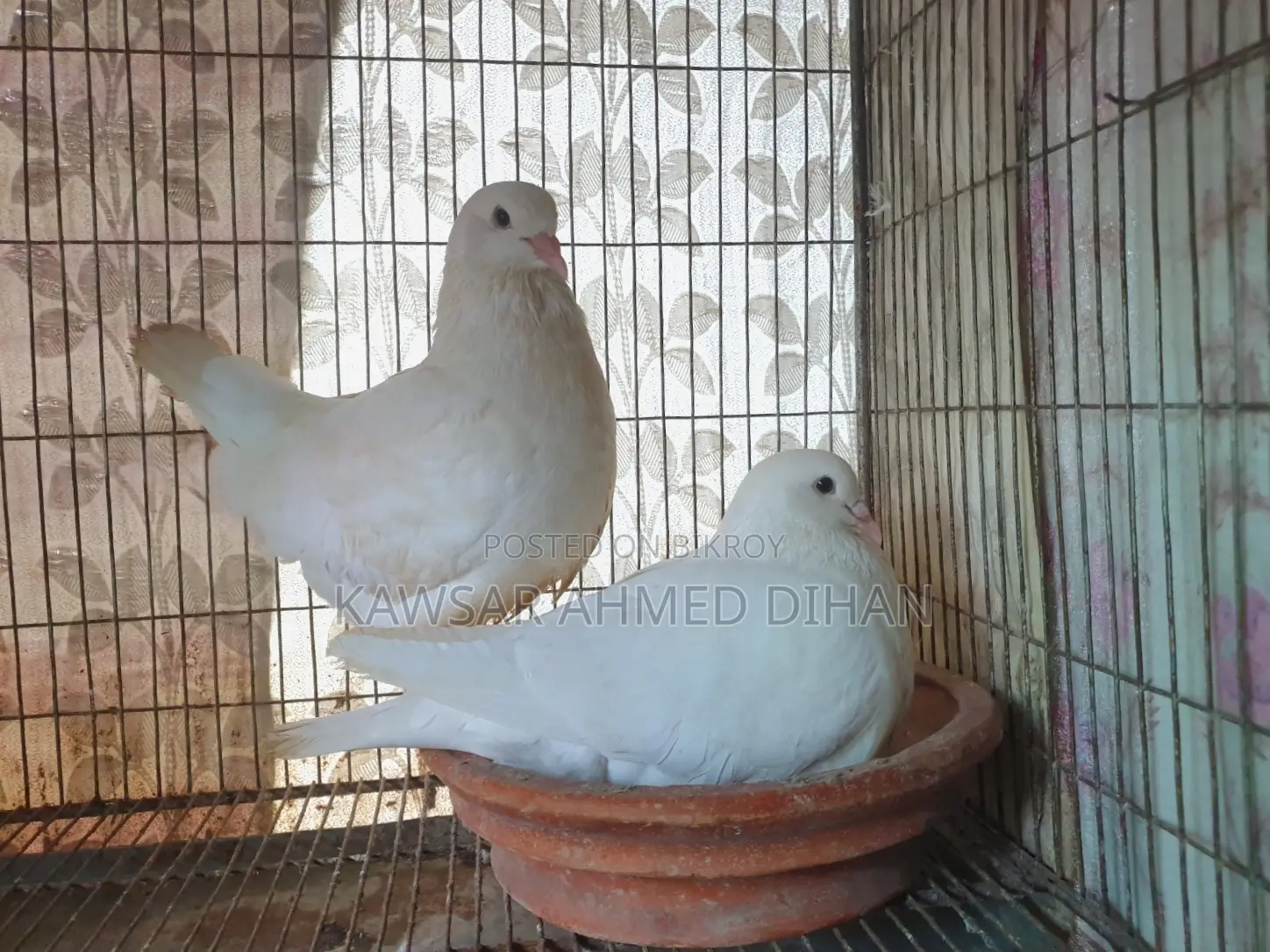 Masha'Allah King Pigeon Running Pair.