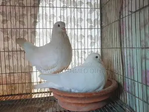 Masha'Allah King Pigeon Running Pair.