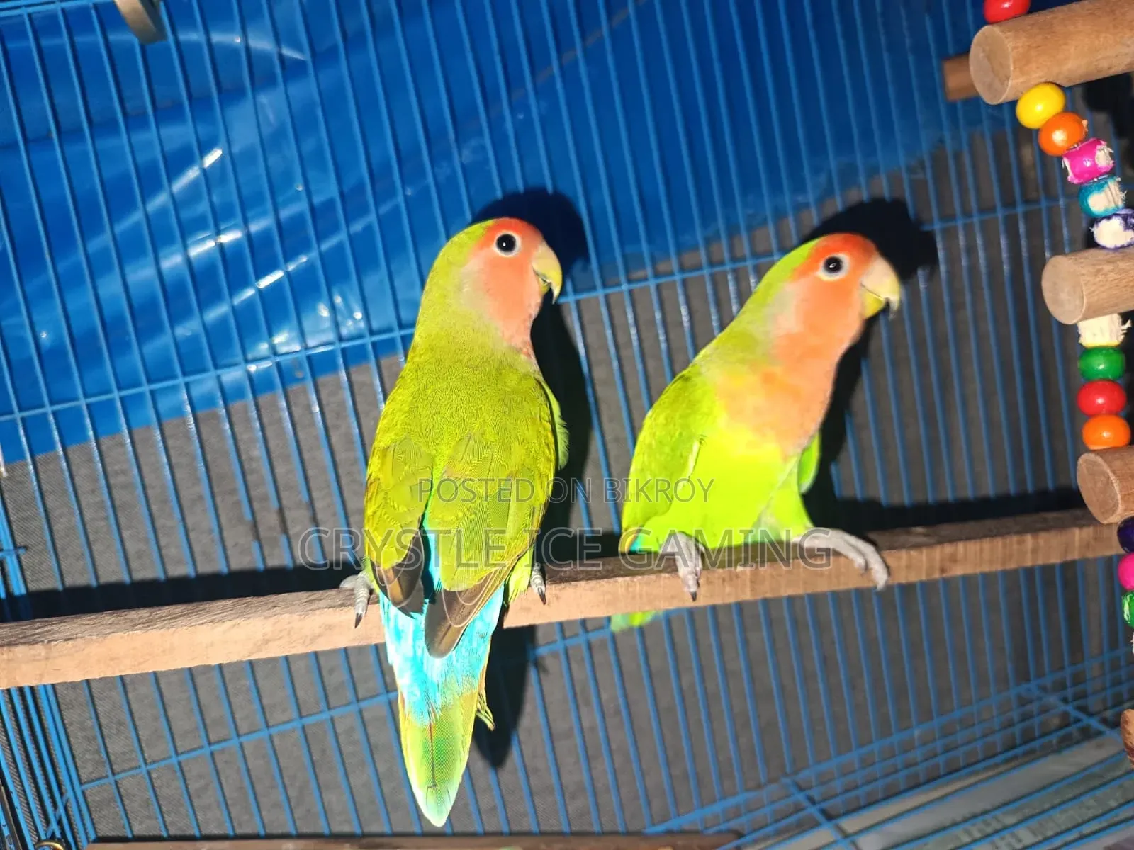 Peach Face Love Bird With Full Setup