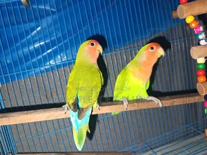 Peach Face Love Bird With Full Setup