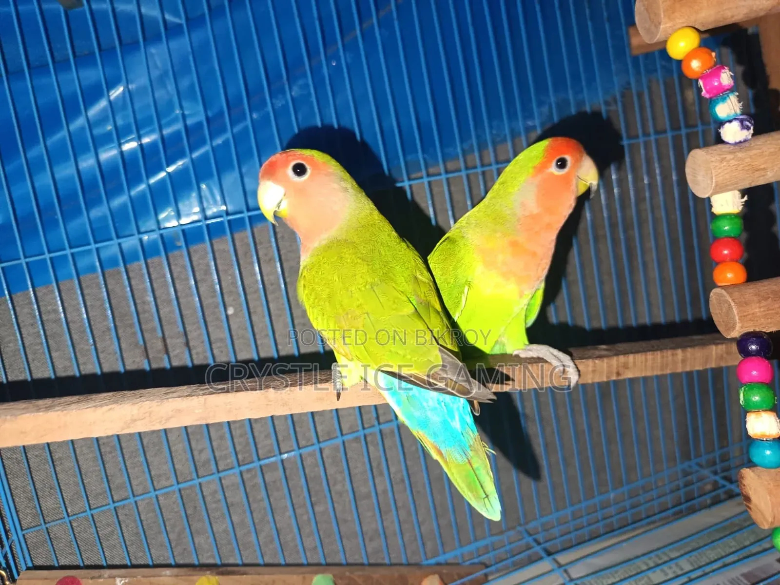 Peach Face Love Bird With Full Setup