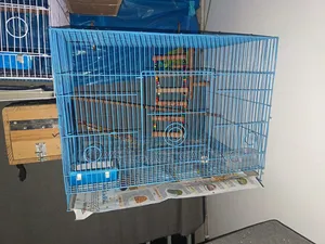 Peach Face Love Bird With Full Setup