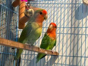 Peach Face Love Bird With Full Setup