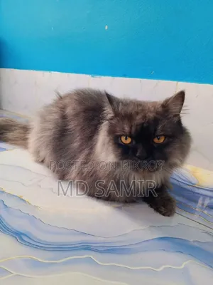 6-12 months Male Purebred British Shorthair