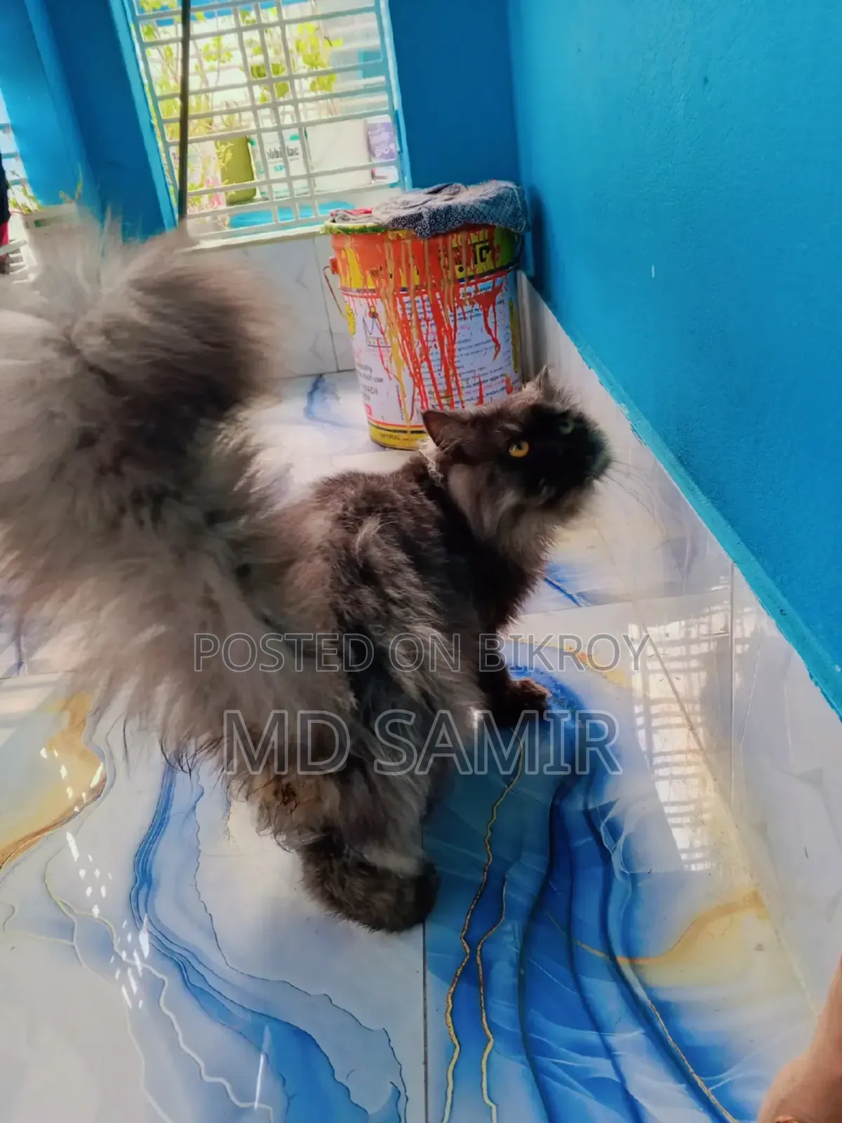 6-12 months Male Purebred British Shorthair