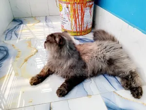 6-12 months Male Purebred British Shorthair