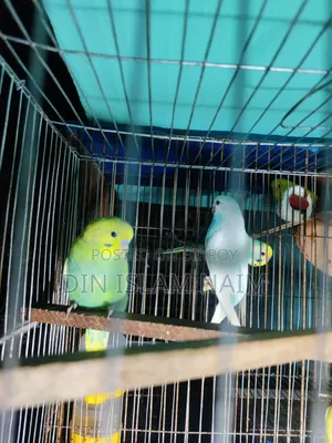 Running Budgies