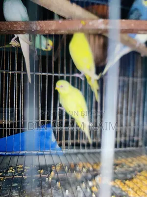 Running Budgies