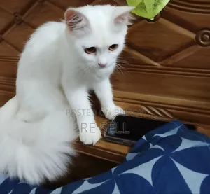 3-6 months Female Purebred Persian