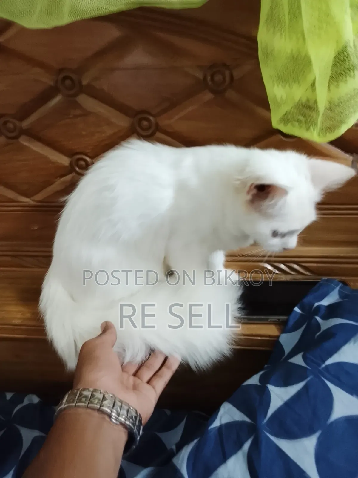 3-6 months Female Purebred Persian