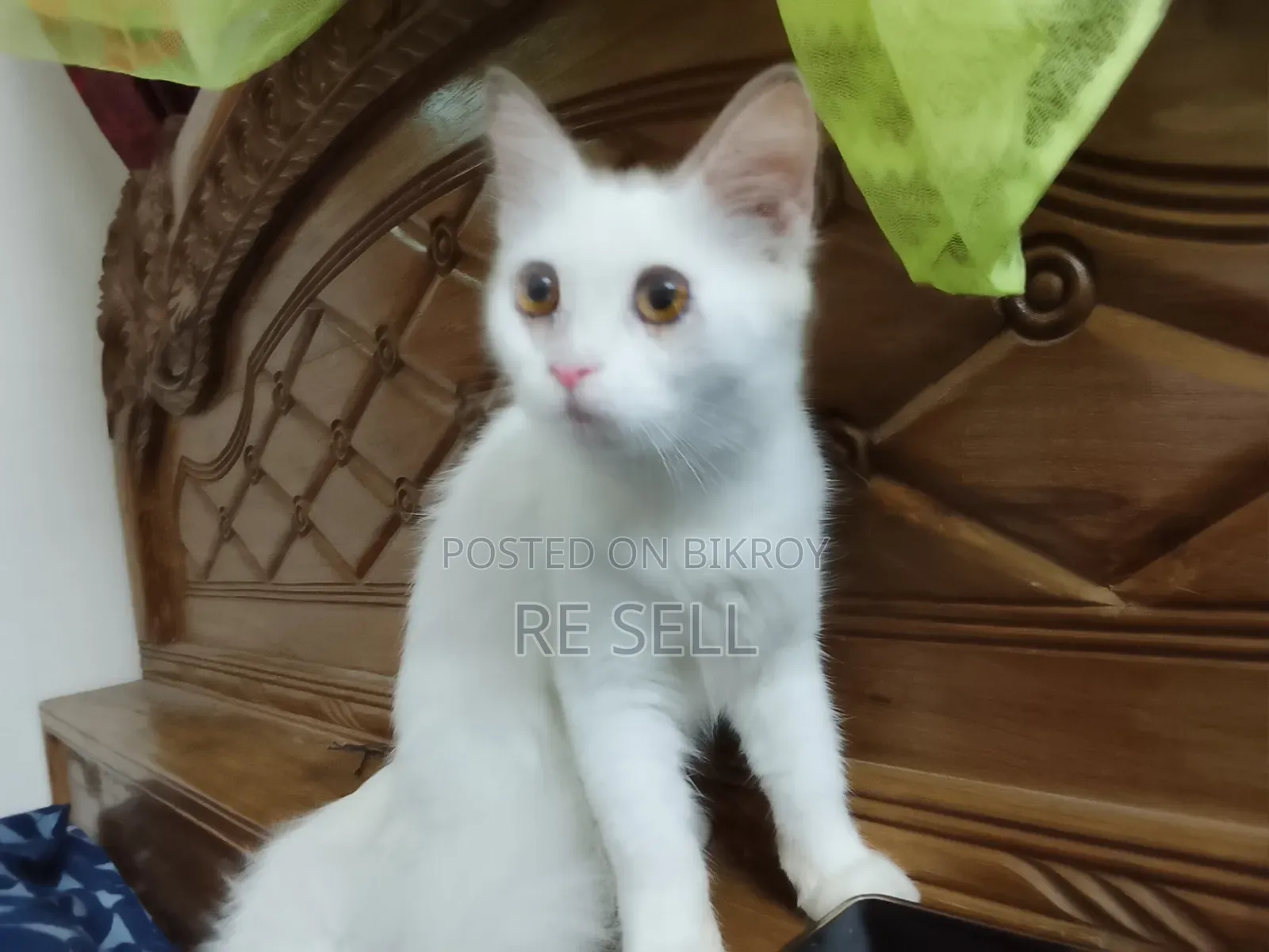3-6 months Female Purebred Persian