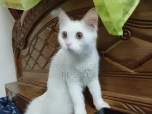 3-6 months Female Purebred Persian
