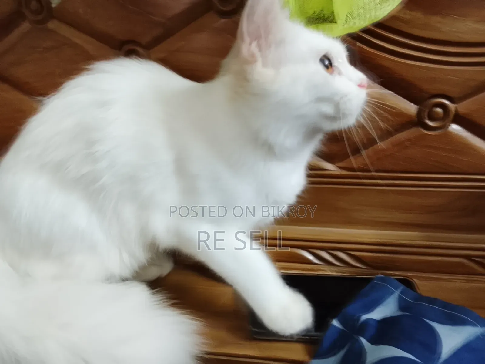 3-6 months Female Purebred Persian