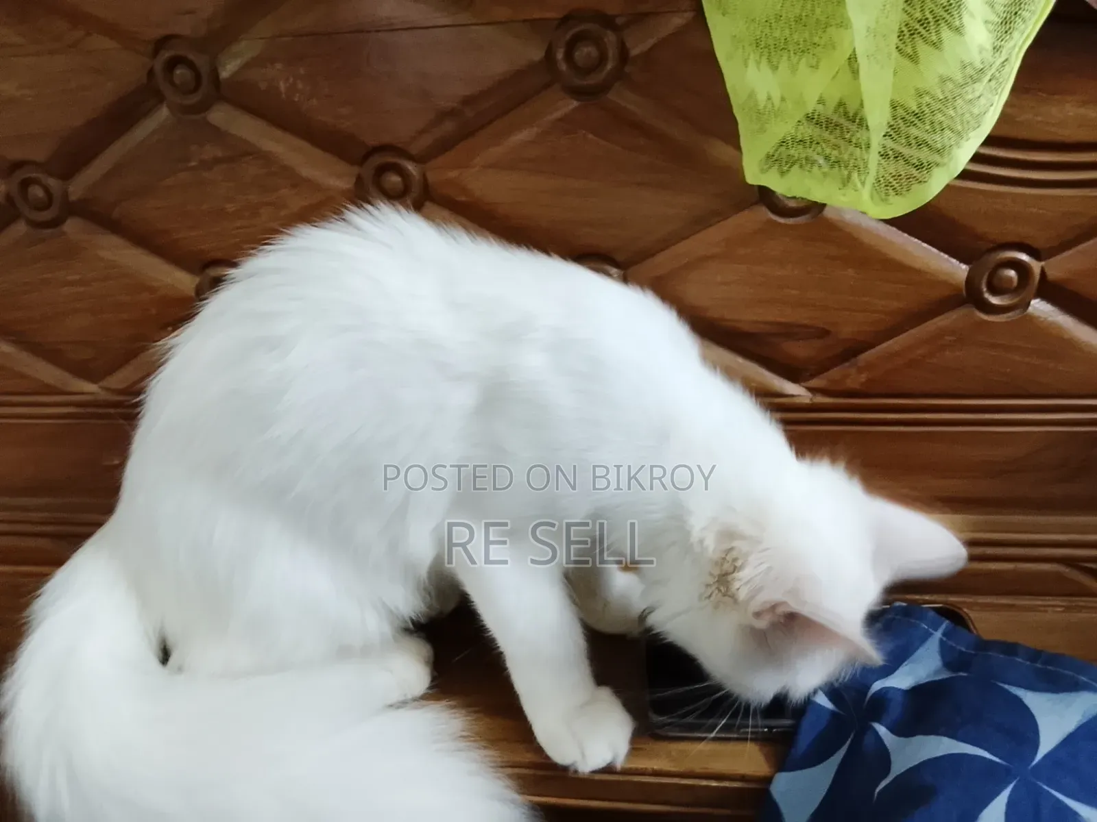 3-6 months Female Purebred Persian