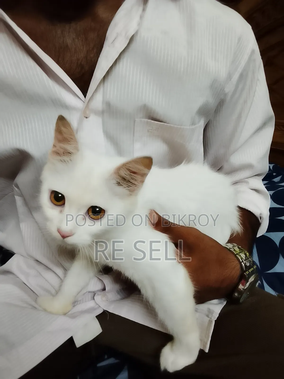 3-6 months Female Purebred Persian