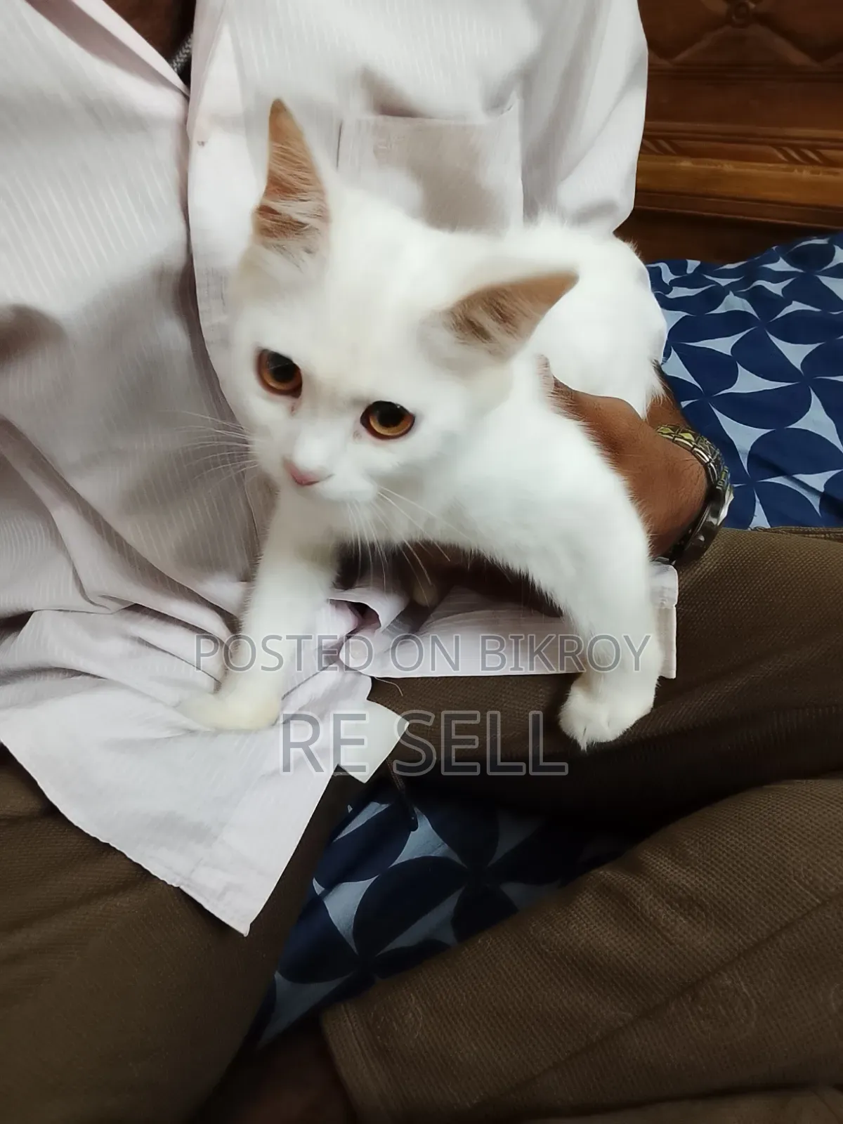3-6 months Female Purebred Persian