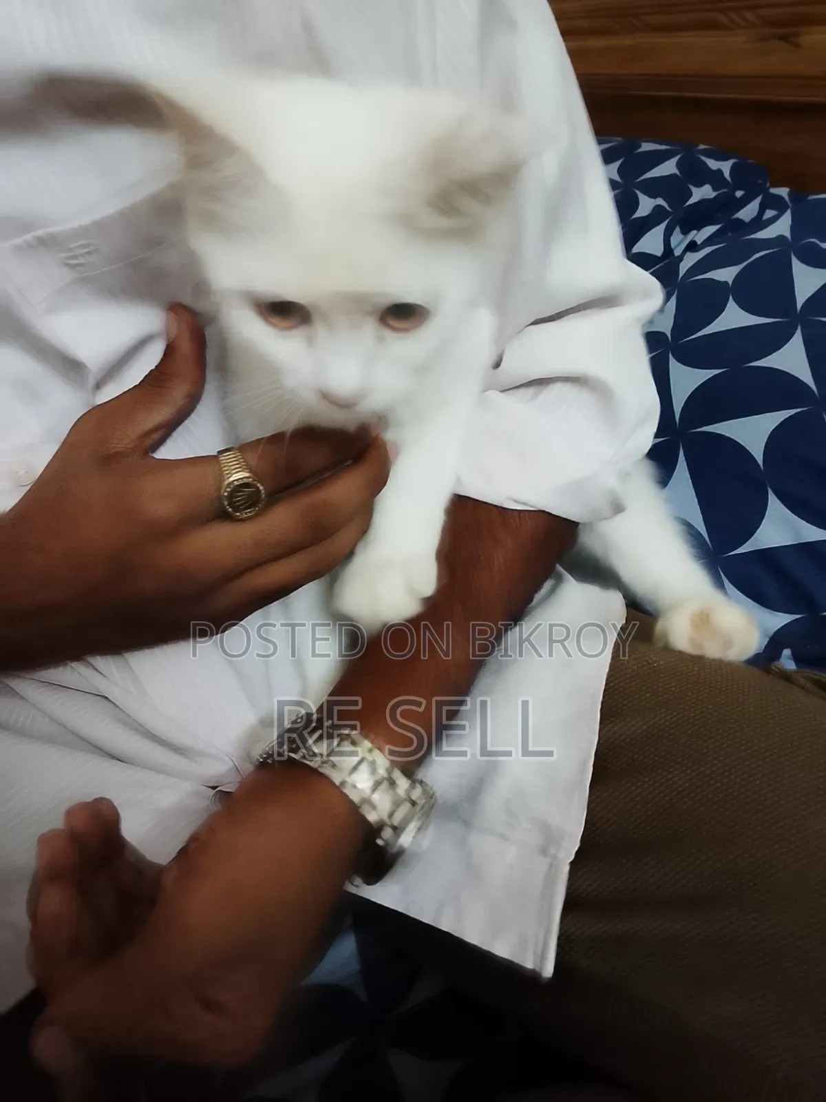 3-6 months Female Purebred Persian