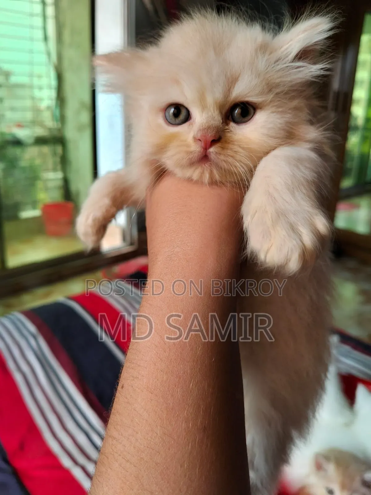 ৩-৬ মাস বয়সী ফিমেল পিউরব্রেড পার্সিয়ান