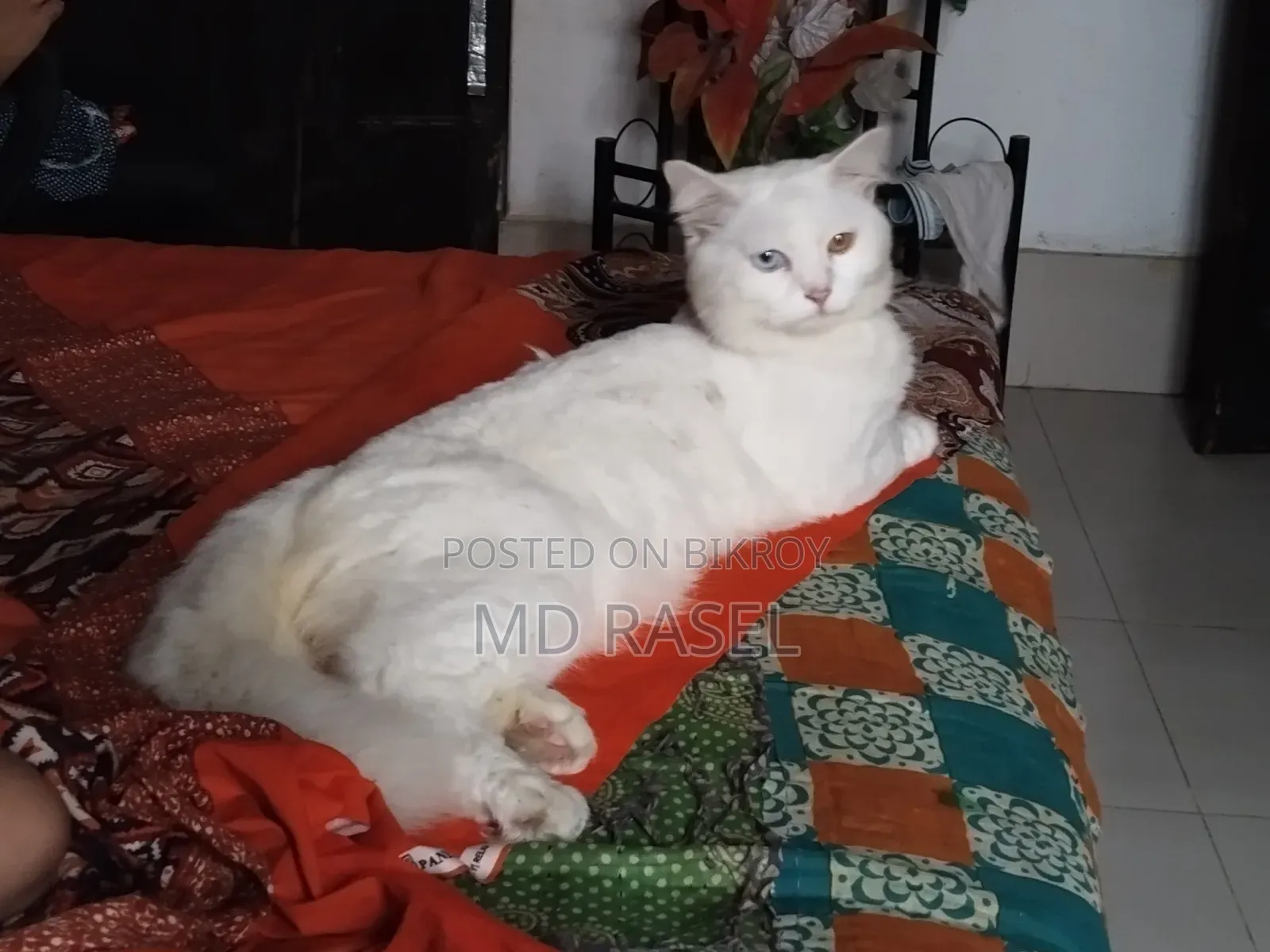 1+ year Male Purebred Persian Cat