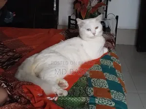 1+ year Male Purebred Persian Cat
