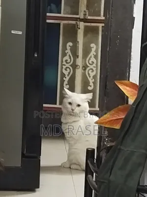 1+ year Male Purebred Persian Cat
