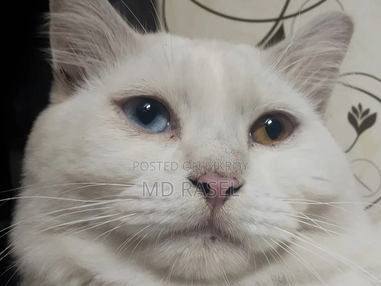 1+ year Male Purebred Persian Cat