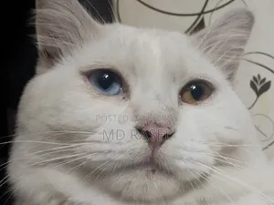 1+ year Male Purebred Persian Cat