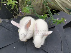 Will sell two baby rabbits